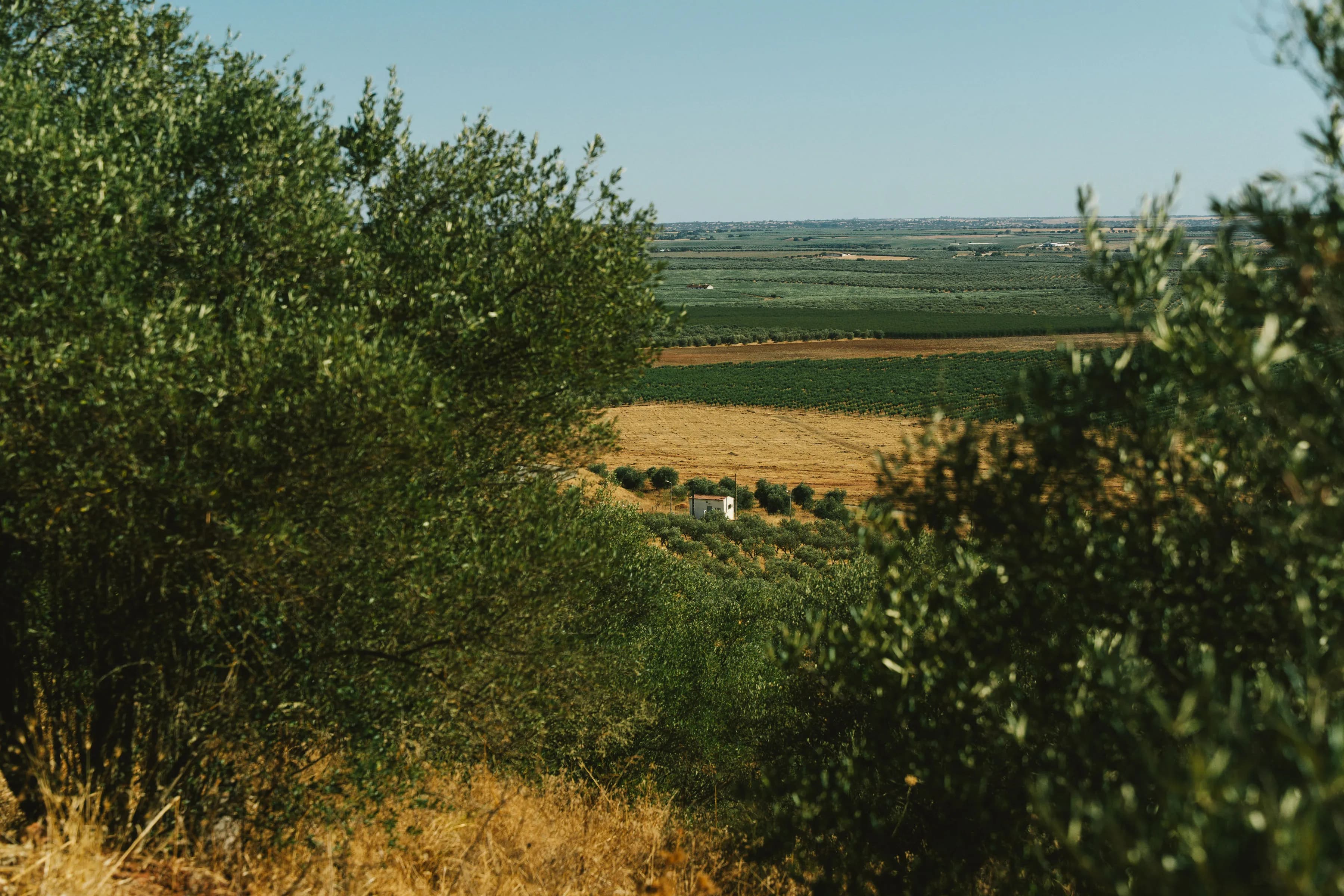Vinhas do Monte D'Atalaya
