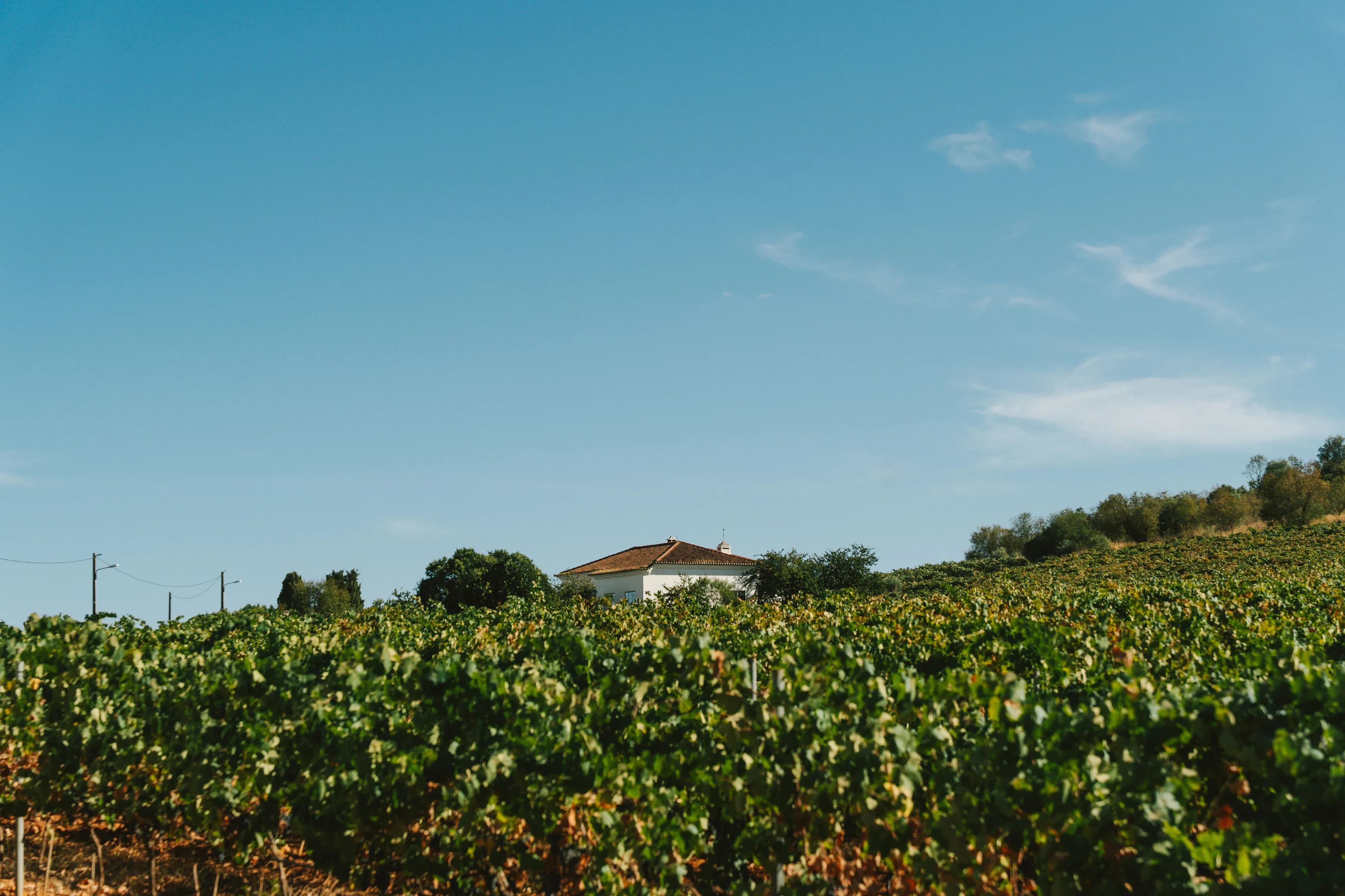 Vista da quinta do Monte D'Atalaya em Moura, Alentejo