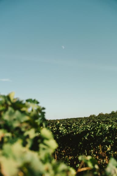 Detalhe das vinhas