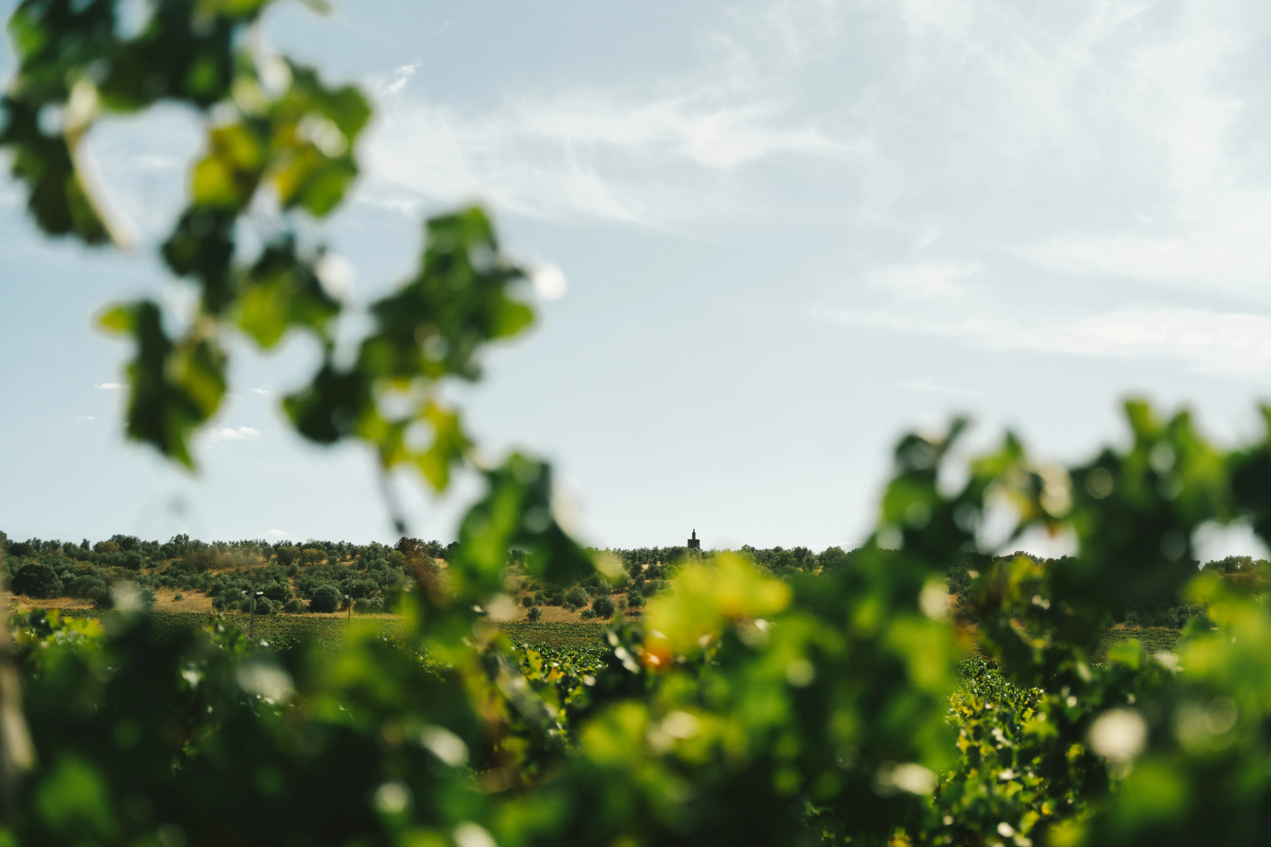 Paisagem do Monte D'Atalaya