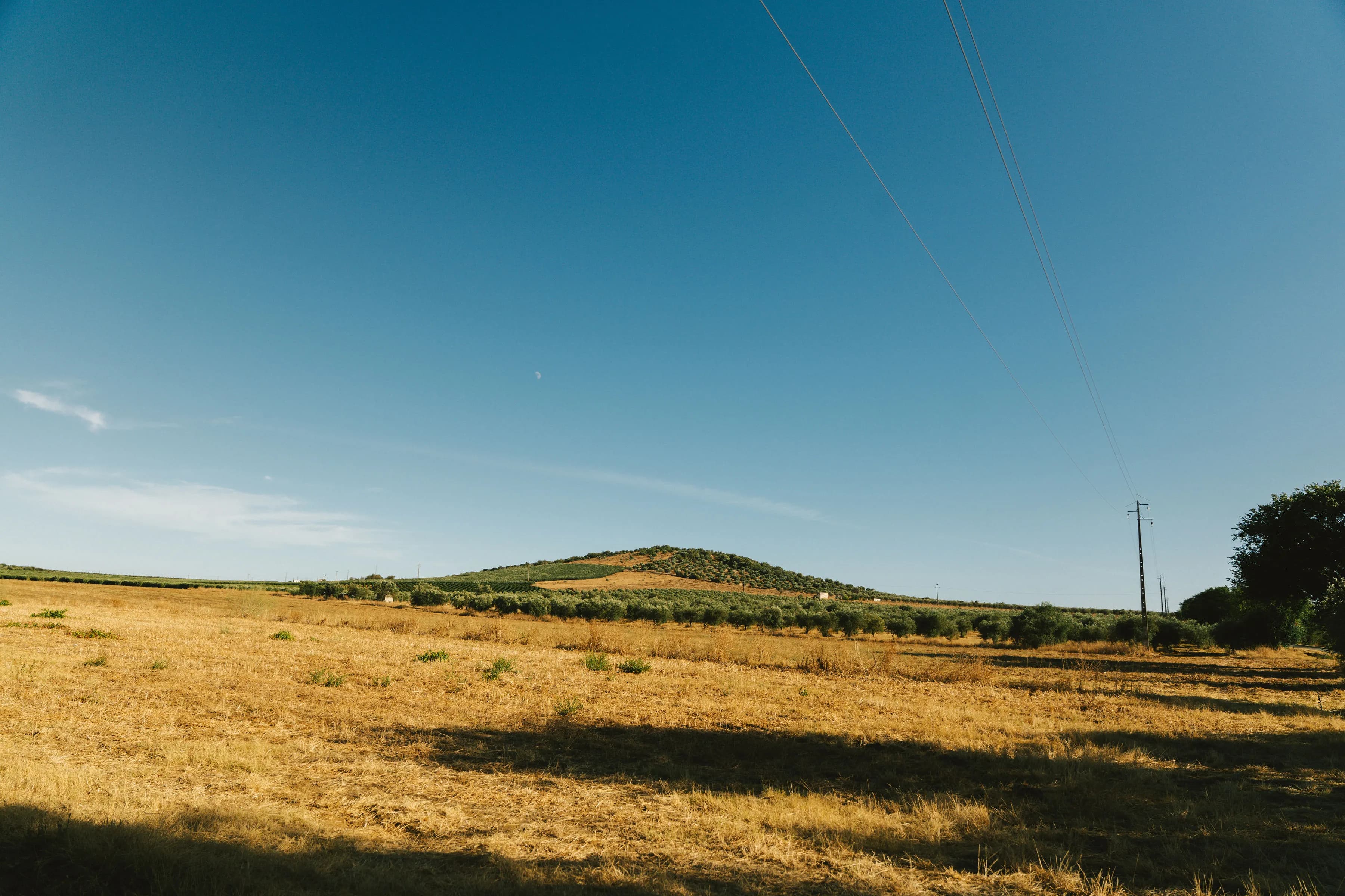 Paisagem do olival do Monte D'Atalaya no Alentejo